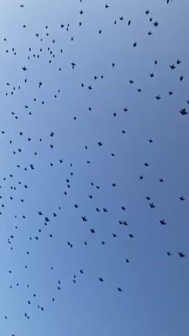The video displays a large flock of birds flying in a clear blue sky. The perspective is looking upwards. The birds are small and numerous, spread out across the frame, creating a dynamic and swirling pattern. In the upper left portion of the video, a string of decorative lights is visible, angled diagonally across the sky. These lights appear to be attached to some unseen structure. The overall impression is of a natural phenomenon contrasted with man-made elements.