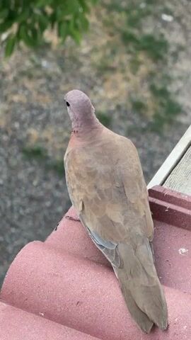 A medium shot shows a bird perched on a terracotta roof tile. The bird, facing away from the camera, has light brown plumage and a pinkish-purple head. The background is a blurred mix of green foliage and a grey, pebbly surface. A sliver of wood is visible to the right of the bird.