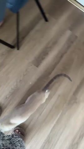 A light brown and white cat with a long tail walks across a wooden floor. The cat's tail is held high and curves slightly. The cat is walking towards the right side of the frame, away from the viewer. In the foreground, a person's leg is visible, wearing a black and white patterned skirt. The person is barefoot. To the left, a fuzzy slipper is visible. In the background, the legs of a blue chair are visible. The lighting suggests it is daytime. The scene appears to be indoors in a home. The cat's movement is energetic, and it seems to be exploring its surroundings. The overall mood is casual and domestic. There is no visible text in the media.