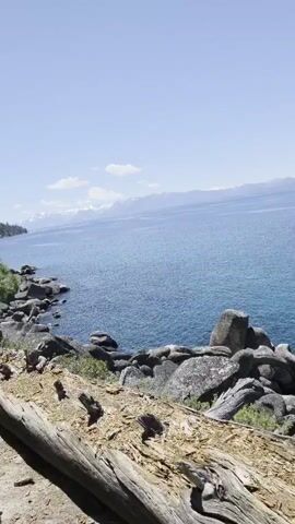 The camera pans right over a shoreline on a sunny day, showcasing a view of a vast, blue body of water. In the foreground, there's a weathered tree trunk lying on the ground covered with dry leaves. To the right, rocks and small vegetation surround the water's edge. A small pine tree stands amidst the rocks. In the distance, mountains line the horizon, some with a hint of snow on their peaks. The sky above is clear blue with a few wispy clouds. The water appears calm with visible sunlight reflecting on its surface.