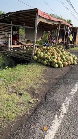 The video depicts an outdoor market stall next to a paved road. A large pile of coconuts is visible in front of the stall. The stall itself appears to be made of bamboo and corrugated metal, with a red tarp for roofing. Inside the stall, a person is seated, and there are stacks of what appear to be bamboo crates or similar structures. A grassy area is present to the left of the stall, and a ditch or small waterway runs alongside it. The overall environment suggests a rural or semi-rural roadside setting, possibly in a tropical region due to the presence of coconuts. The lighting indicates it is daytime, likely morning or afternoon.