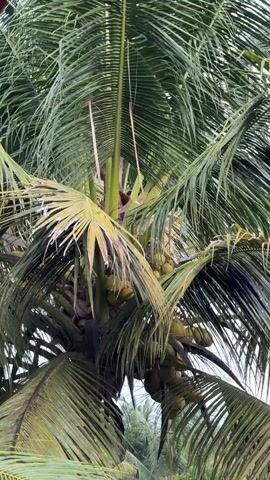 This video shows a close-up of a coconut tree. The camera is focused on the cluster of green coconuts hanging from the tree, partially obscured by its large, green fronds. The leaves of the tree appear somewhat dried and yellowed in places. In the background, other tropical foliage and a building can be seen. The video captures a still shot of the tree and its coconuts.