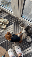 Morning routine documented in Sofia home and poodle walk