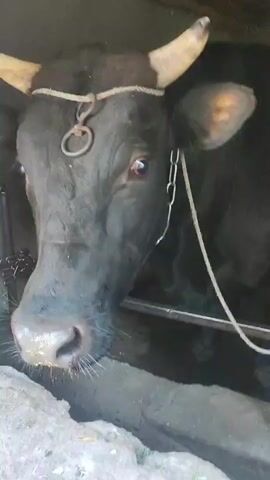 A close-up shot of a black buffalo's face is captured. The buffalo has horns and a rope is tied around its head with a metal ring attached. A chain is also seen around its neck. The buffalo's eyes are open, and it appears to be in an enclosure with a rough, earthy floor. A hand enters the frame from the bottom left, reaching towards the buffalo's nose. The buffalo's snout has some yellow particles on it. The lighting suggests an indoor or shaded environment.