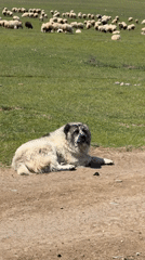 Rural life documented in Krtsanisi: dogs, sheep, historic tower