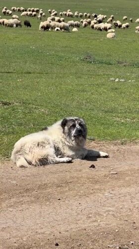 Rural life documented in Krtsanisi: dogs, sheep, historic tower