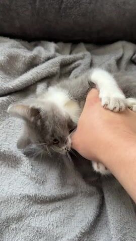 A close-up video shows a person's hand interacting with a grey and white kitten. The kitten is lying on its back on a soft, grey blanket, biting and pawing at the person's hand. The kitten's front paws are raised and are holding onto the hand, and its mouth is around the fingers. The kitten appears to be playful. The background consists of the grey blanket and a blurred darker object, possibly a pillow or cushion. The lighting is natural and appears to be indoor.