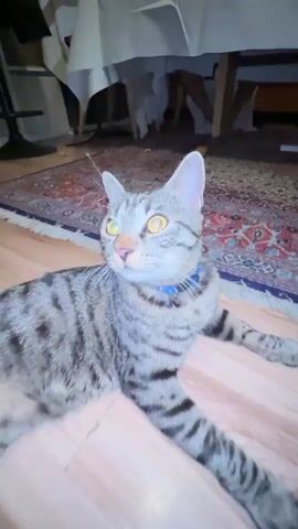 A tabby cat with yellow eyes lies on a wooden floor with a Persian rug in the background. The cat is wearing a blue collar. A hand enters the frame and begins to pet the cat's chin. The scene appears to be indoors, possibly under a dining table covered with a white tablecloth.