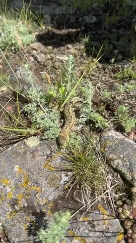 A brown lizard with dark spots moves through dry grass and rocks. The lizard is on the ground, surrounded by vegetation and large rocks. The sunlight is strong, casting shadows. The lizard is the only living creature visible. The background is out of focus.