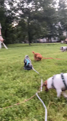 Dogs playing in a Saint Petersburg park on a summer evening
