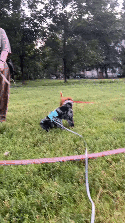 Dogs playing in a Saint Petersburg park on a summer evening