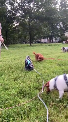Dogs playing in a Saint Petersburg park on a summer evening