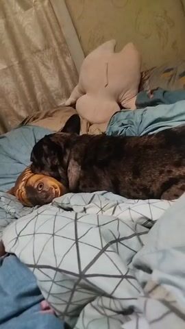 A brindle French Bulldog is lying on a bed with its head resting on a plush fish-shaped pillow. The dog is facing left and appears to be asleep or resting. The bed is covered with blue and white patterned sheets and a large, light-colored stuffed animal is visible behind the dog. The background shows curtains and a wall.