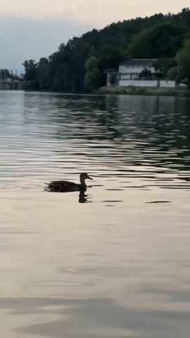 A solitary duck swims in calm water. The duck is brown with speckled feathers and is facing to the right. The water is a pale, reflective gray, rippling gently. In the background, a dense, dark green forest covers a hill. A white building with a light-colored roof is visible amongst the trees. The sky above is a soft, muted gray. The overall scene conveys a peaceful, natural setting.