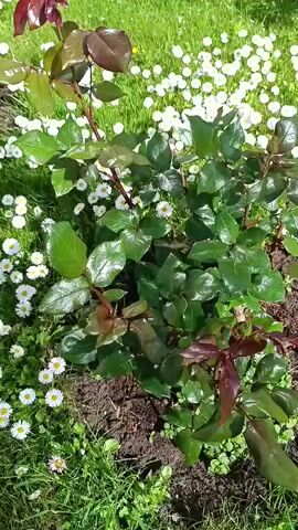 The video shows a close-up view of a rose bush with dark green leaves and some reddish-brown new growth. The bush is planted in dark soil, surrounded by green grass and small white daisies. The lighting suggests it is daytime and sunny, as there are highlights on the glossy leaves. The camera pans slightly and zooms in and out subtly, giving a dynamic view of the plant and its immediate surroundings. There are no people or animals visible.