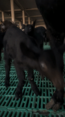 Goat farm operations documented in Krimovica, Montenegro
