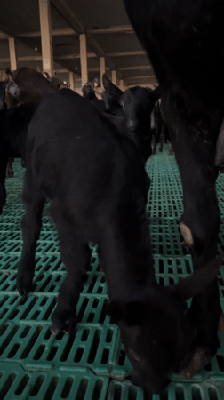 Goat farm operations documented in Krimovica, Montenegro