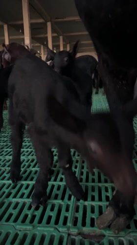 Goat farm operations documented in Krimovica, Montenegro