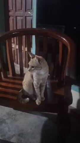 A light orange tabby cat with darker stripes sits on a wooden chair outdoors at night. The cat is facing to the left and appears to be looking at something off-camera. The chair has a curved wooden back and armrests. Behind the chair, a wooden door with vertical slats is visible, and to the right, a dark window or opening is present. The ground in front of the chair is visible and appears to be concrete. The lighting suggests it is nighttime.