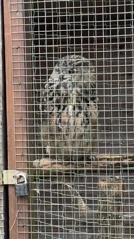 A large owl sits perched inside a cage. The cage is made of wood and wire mesh, with a padlock securing the door on the left side. The owl is facing forward and appears to be looking towards the camera. Its feathers are a mottled brown and black, providing camouflage. A branch serves as a perch for the owl. The background is indistinct, suggesting the cage is outdoors. The owl opens and closes its beak a few times during the short video clip.