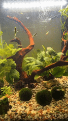 Krasnoyarsk resident documents aquarium fish and cloudy skies