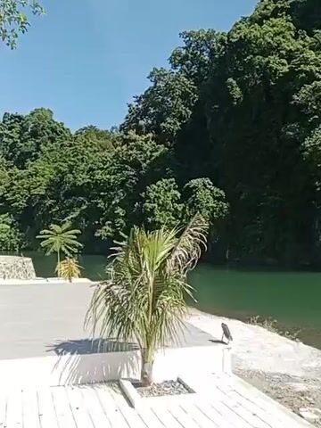 This video opens on a tropical landscape. In the foreground, a concrete walkway leads to a sandy area dotted with small, decorative rocks. A young palm tree stands in the center of the frame, casting a shadow on the walkway. To the left, another palm tree, larger and more mature, is visible. A bird is perched on the sandy area near the water's edge. The water itself is a vibrant green, with a gentle current. In the background, a lush, tree-covered mountain rises steeply from the water. The sky is a clear, bright blue. As the video progresses, the camera pans to the right, revealing more of the river and the mountainside. In the distance, several small boats are visible on the water. Towards the end of the clip, two people, a man and a woman, are standing at the edge of the water, facing away from the camera. The man is wearing a red shirt and black shorts, and the woman is wearing a white shirt and red shorts. They appear to be holding life vests. The overall impression is one of a serene and natural environment, possibly a tourist destination.