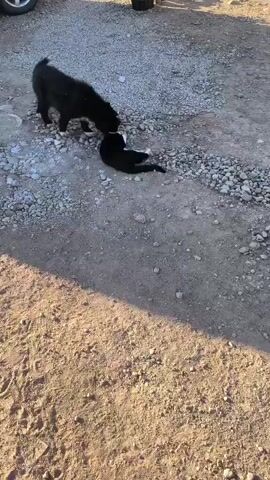 A black dog stands over a black and white cat that is lying on its back in a gravelly, dirt area. The dog appears to be sniffing or licking the cat. The cat is on its back with its paws in the air. The environment is outdoors, and the ground is covered in gravel and dirt. There are some shadows on the ground, suggesting it is daytime.