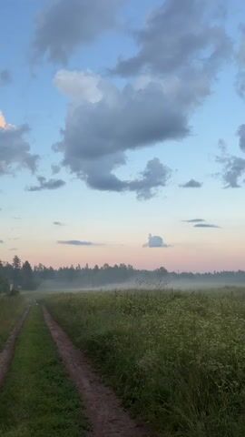 This is a video of a rural scene in Russia at dawn. The sun is just beginning to rise, casting a soft pink and blue glow across the sky. A dirt road winds through a field of tall grass and wildflowers, leading towards a line of trees shrouded in mist. The mist creates a hazy, ethereal atmosphere, obscuring the details of the forest and making it appear distant and mysterious. The overall mood is peaceful and serene, with a touch of melancholy. There is no visible text in the video.