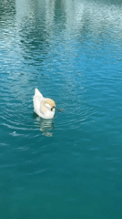Peaceful Lake Thun scenes captured during morning lakeside walk