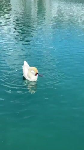 Peaceful Lake Thun scenes captured during morning lakeside walk