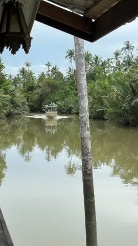 A small boat travels down a muddy river flanked by lush palm trees and other dense vegetation. The boat is white and appears to be moving away from the camera. The water reflects the trees and sky, creating a mirror-like effect. The sky is overcast. Part of a wooden structure, possibly a balcony or roof, is visible in the foreground, along with a decorative lantern hanging from it. A thick, rough-barked tree trunk is positioned in the right foreground, partially obscuring the view of the river. The overall impression is one of a natural, tropical environment.