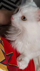 White heterochromatic cat lounging in Odesa apartment