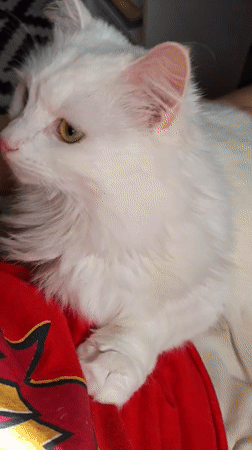 White heterochromatic cat lounging in Odesa apartment