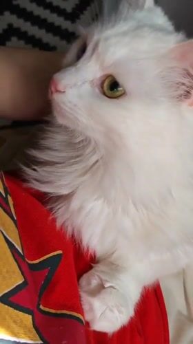 White heterochromatic cat lounging in Odesa apartment