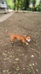 Energetic dog plays in a Varna park on a summer morning