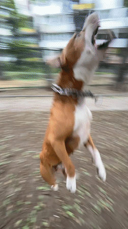 Energetic dog plays in a Varna park on a summer morning