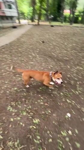 Energetic dog plays in a Varna park on a summer morning