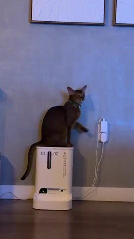 A brown cat with a green collar sits on top of a white automatic pet feeder. The feeder has the brand name "PETKIT" printed on it, along with the numbers "01" and "02". To the right of the feeder, a white power adapter is plugged into a wall outlet, with a white cord extending downwards. The cat is looking towards the right, slightly downwards, as if observing something. The background is a blue-gray wall with two framed pictures hanging above. The scene appears to be indoors, likely in a home, given the wall decor and the presence of pet-related items. The lighting suggests it could be evening or a dimly lit room. The cat's posture is relaxed, and its gaze is focused. No specific weather conditions are visible. The location is specified as Glendale, USA. The overall impression is a quiet moment of a pet interacting with its environment.