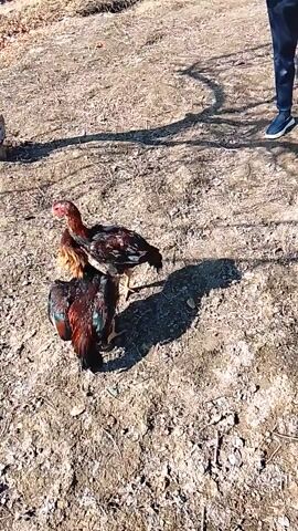 Two roosters are face-to-face, apparently ready to fight. They are standing on a dry, dirt ground. One rooster has brown and red plumage, while the other is mostly black with some brown and white. Their tails are ruffled, and their necks are arched. The sun casts shadows around them. In the background, there is a small tree trunk. The scene suggests a rural or farmyard setting.