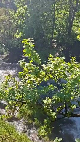 A green tree branch with bright green leaves occupies the foreground of a shot of a cascading waterfall. The waterfall is centered in the frame behind the tree. It rushes over rocks and into a small pool below. Dense green trees fill the background and block most of the sky except for a small area in the top left, with bright sunlight shining through.
