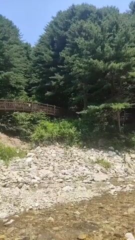 The video pans across a rocky creek bed with clear water flowing over smooth stones. Lush green trees, primarily pine, cover the steep bank behind the creek. To the left, a wooden boardwalk structure, supported by stilts, is visible partially obscured by foliage. The sky is bright and sunny, suggesting a daytime scene in a natural, wooded environment.