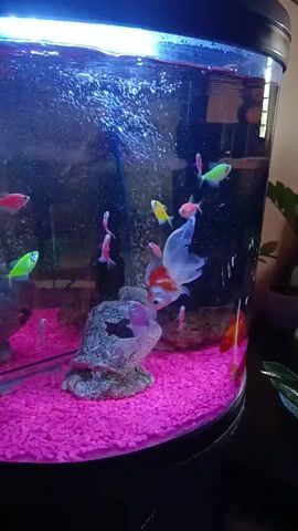 The video shows a fish tank. The tank has a black base and is filled with water. There are several fish of different colors swimming around in the tank. There is one goldfish. The bottom of the tank is covered in pink gravel. There are also a few rocks and other decorations in the tank. An air stone produces bubbles towards the top of the tank. There is a reflection visible on the front glass.