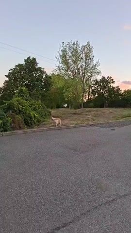 A video clip shows a light-colored dog walking on grass near a road. Trees and foliage are visible in the background. The sky is a pale blue with hints of pink and orange, suggesting either sunrise or sunset. The camera is positioned low, close to the asphalt of the road. The dog appears to be walking away from the camera.