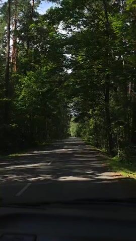 The video shows a first-person perspective of driving down a paved road that is lined with tall trees on both sides, creating a tunnel effect. The sun is shining through the leaves, casting dappled shadows on the road. The road appears to be in a rural or forested area. There are white lines marking the lanes on the road. The trees are dense and green, suggesting it is summer or late spring. The sky is visible between the tree canopy and appears to be blue with some white clouds. There are no other vehicles or people visible in the immediate vicinity. The sound of the car's engine and possibly wind can be heard. The driver is speaking in Russian, commenting on the road and trees.