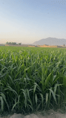 Corn fields, grazing goats, and a passing motorcycle near Quetta
