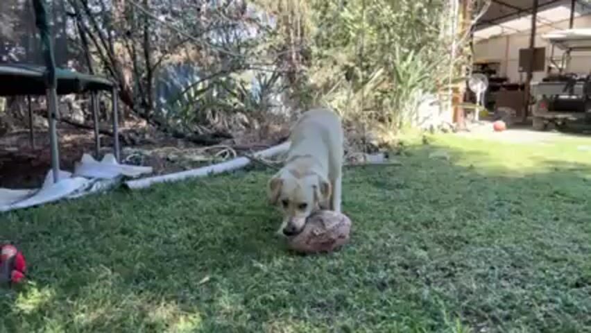 The scene is set in a grassy yard with a dog chewing on a rugby ball. The dog is a light-colored Labrador, standing on a lawn dotted with various objects including a table with chairs, a piece of pipe, and other items partially obscured by shadows. In the background, there are trees, bushes, and a structure that appears to be an open-sided garage or shed, containing items like a fan and a golf cart. The camera is static, capturing the dog's interaction with the ball in a medium shot under natural lighting.