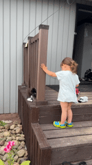 Lazy summer day at a Kempelevo dacha with pets and raspberries