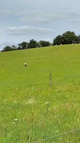 The video shows a rural landscape with a green, sloping field dotted with white sheep. A wooden fence runs horizontally across the foreground, with a wooden post in the center. The sky is partly cloudy. The camera pans slightly to the right, revealing more sheep grazing on the hill. A bird is perched on the fence post. In the distance, there are trees and a line of hills.