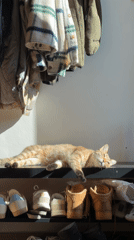 Cat plays near shoes, horse cart spotted in Milan