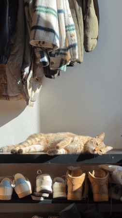 Cat plays near shoes, horse cart spotted in Milan
